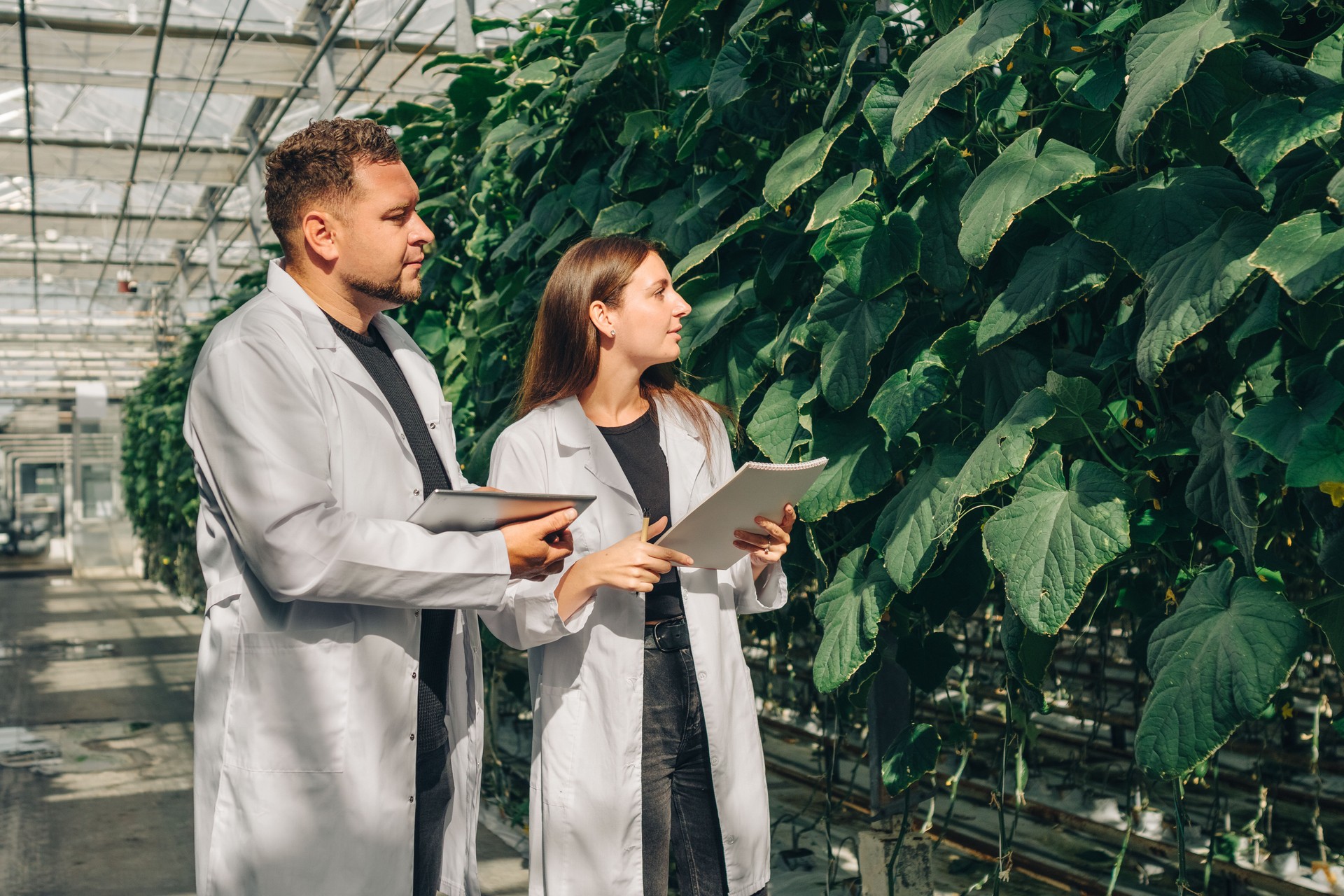 Un equipo diverso de investigadores está colaborando en un invernadero, centrándose en la ciencia vegetal avanzada y el análisis de datos para mejorar las prácticas agrícolas y lograr una mayor eficiencia y sostenibilidad