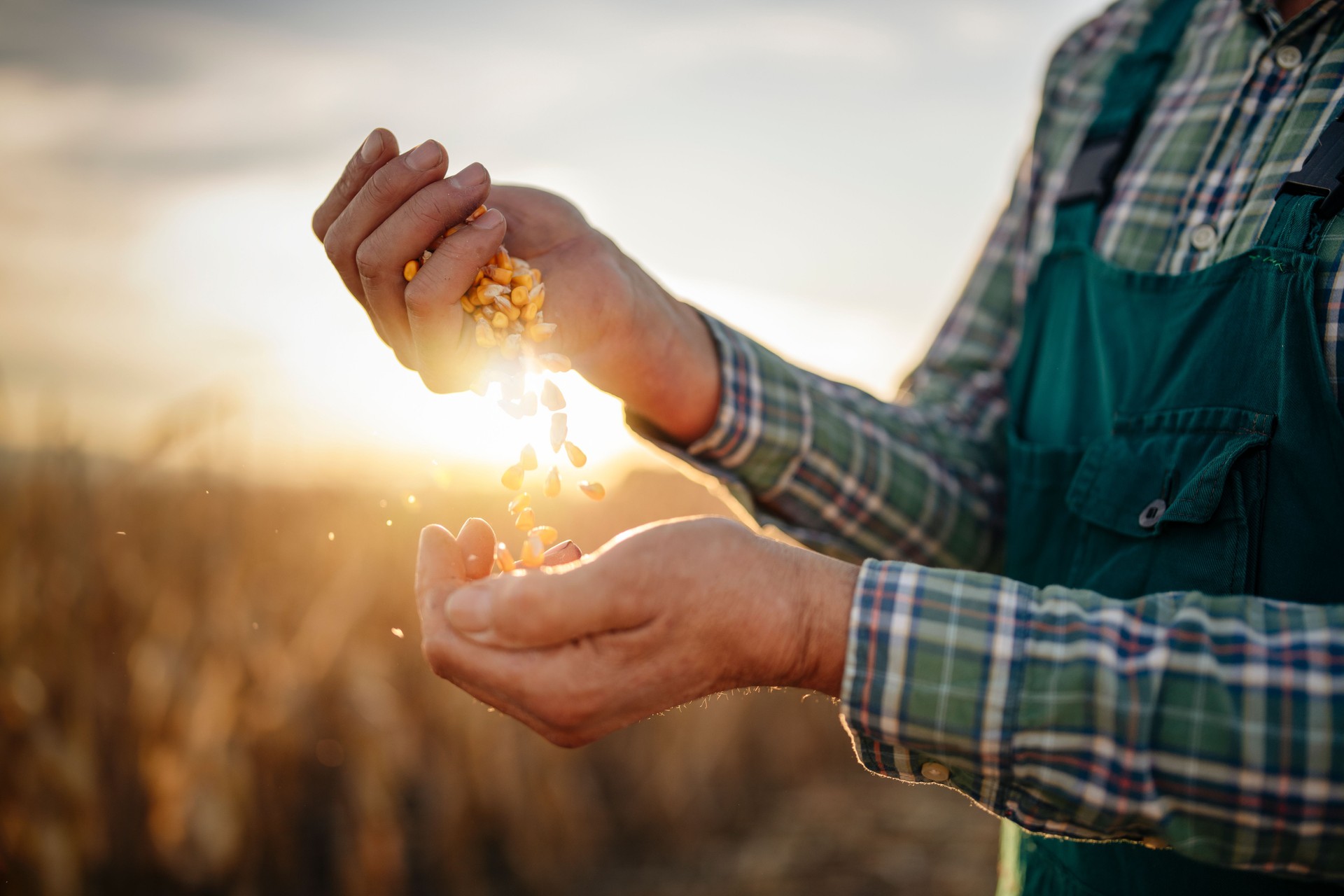 Agricultor disfrutando de su grano de calidad de producción de maíz.