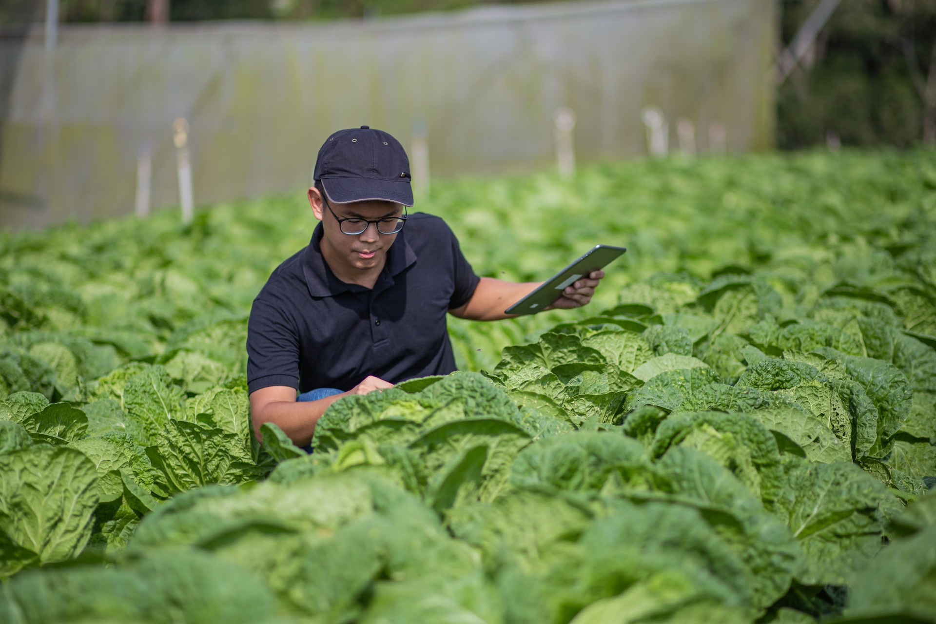 Asian Chinese Farmer exaniman su granja usando tableta digital.